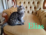 Maine Coon Kitten Junge „Elias“ ab sofort zur Abgabe bereit - Wetterzeube