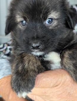 Kuki - Kleiner Rüde sucht Familie - Schlitz