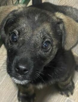 Nobly -süßes Welpenmädchen sucht Familie - Hamburg