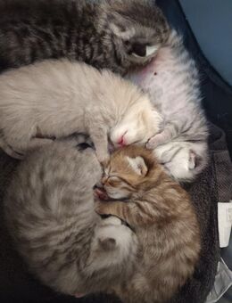 BKH - Kitten - Aystetten