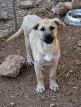 Koko sucht ein Zuhause - Arnsberg