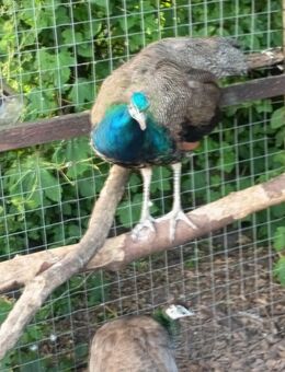 Pfau sucht neuen Wirkungskreis - Blomberg (Niedersachsen)