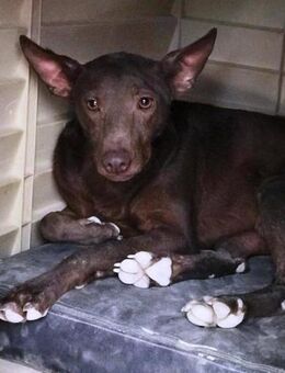 Leon sehnt sich nach Liebe und Fürsorge - Laatzen