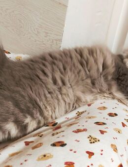 BKH/Blh Junge 22 Wochen - Wuppertal