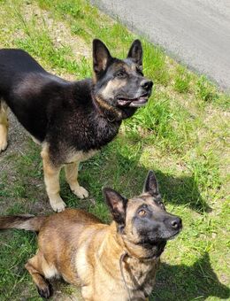 Malinois/X-Herder Welpen - Lichterfeld-Schacksdorf