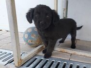 Labrador welpen mix kleine sübe welpe mischling hunde welpe Schwarz suchen noch ein Zuhause - Frankfurt (Main)