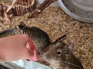 3 Süße Degu Weibchen - Barsinghausen