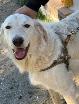 SPANK 💚💚💚 HERDI-Liebhaber gesucht - Bad Karlshafen