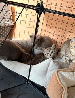 Britisch Kurzhaar Kitten - Krayenberggemeinde