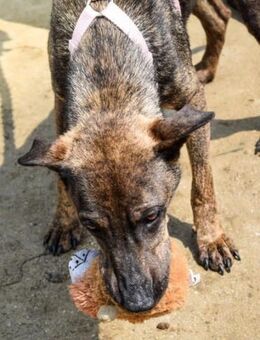 Cindy möchte endlich gefunden werden - Nordwalde