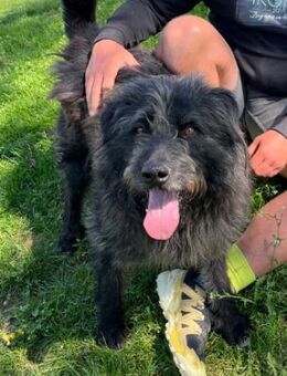 Anton - fröhlicher Wuschel sucht Zuhause - München