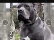 Cane Corso Welpen (Italienische Dogge) - Feilbingert