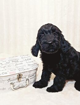 Goldendoodle - Golden Doodle Welpen - Golden Retriever x Königspudel wie Labradoodle - Lützelbach