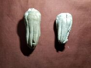 jahrmillionen alte Versteinerungen, Fossilien Trilobiten Amoniten versteinerte Fische - Hamburg Hamburg-Nord