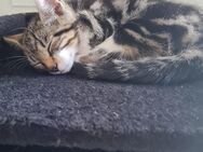Kitten/ Babykatzen abzugeben - Weddingstedt