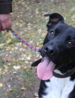 Moppi Mogli ein Energiebündel - Neuhausen (Spree)