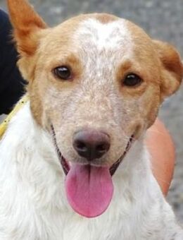 SNOOPY wartet mit gepacktem Koffer - Gefrees