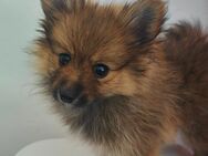 Pomeranian Zwergspitz Welpe zu vergeben - Fulda