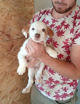 Zabou wurde frei geboren - Steinhagen (Nordrhein-Westfalen)