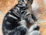 Babykatzen 12 Wochen alt - Hamburg