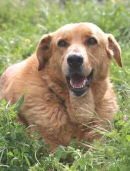 Bob wünscht sich liebevolle Familie - Untergruppenbach