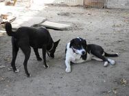 Ozzy, sanfter Riese sucht neues Zuhause - Unterföhring