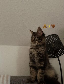 Maine Coon Kater - Obersontheim