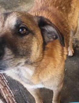 Hund Luka sucht geduldigr Menschen - Neuhausen (Fildern)