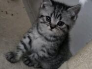 Katze BKH - Landshut