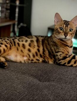 Bengal Katze zu verkaufen - Gladbeck