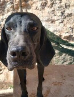 Violetta sucht ein Zuhause - Arnsberg