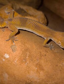 Leopardengecko Wei. - Verl Kaunitz