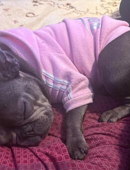 Süße verspielte Französische Bulldogge - Balingen Zentrum