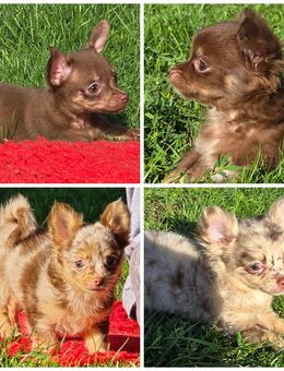 4 wundervolle Chihuahua Welpen suchen ein neues zu Hause - Selm