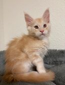 Maine Coon Kater mit Stammbaum in 25436