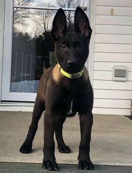 Belgian Malinois - Süße Familienbegleiter - Schwerin