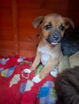 Sonnenschein Betty - Rambin