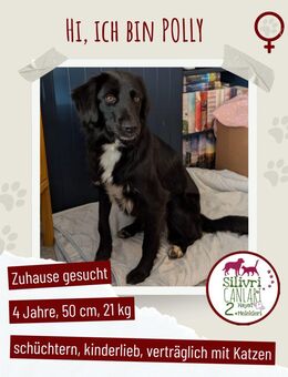 Sanfte Polly sucht ihr Für-Immer-Zuhause - Nürtingen