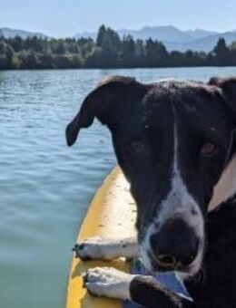 Juno sucht ein neues Zuhause - Karben