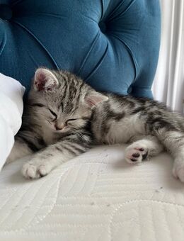 Mischlings kitten suchen ein Zuhause💕 - Düsseldorf