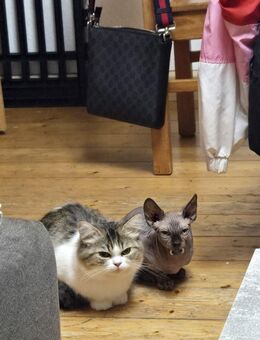 Sphynx Kater - Greiz