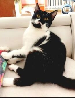 Rita freundliches Katzenmädchen - Unterföhring