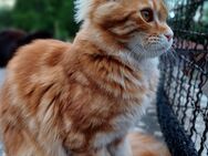 Maine Coon weiblich Kitten 7Monate - Starzach