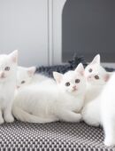 Britisch Kurzhaar Türkisch One Kater kitten sofort Abgabe bereit in 47906