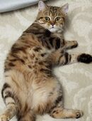 Reinrassige Britisch Kurzhaar, Championeltern Kitten, black classic tabby mit Stammbaum in 18146