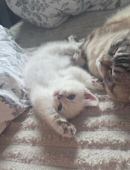 Britisch Kurzhaar Kater - Lingen (Ems)