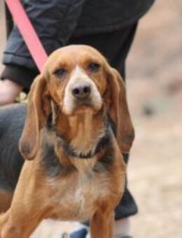 BONITA - menschenbezogene, ruhige Hündin - Aerzen