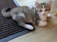 Mainecoon-Mix Kitten (Glückskätzchen und Weiß-Grauer Kater) - Viersen