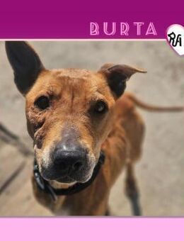 ❤BURTA - FINDE ICH MEIN GLÜCK?❤ - Alfeld (Leine)