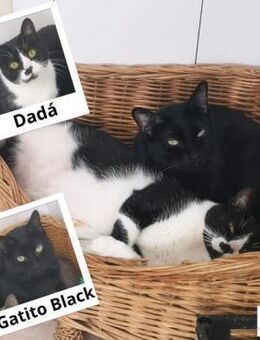 Kater Black 2 + Dada - nur zusammen - Bochum